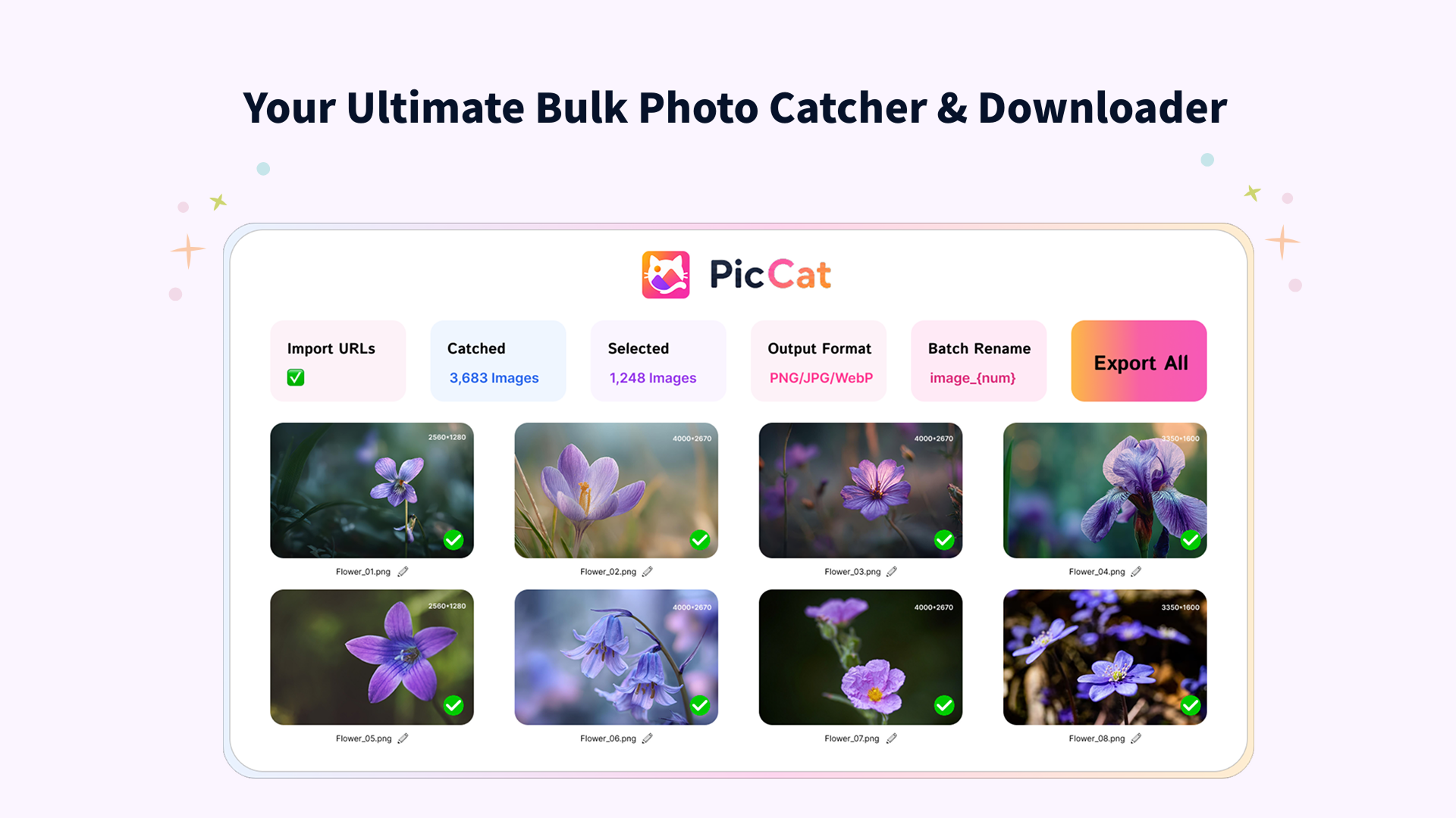 piccat-banner
